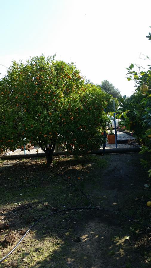 Asbn Magic Garden Acre
